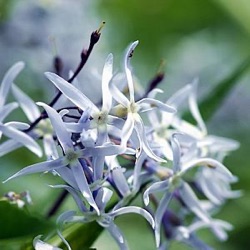Amsonia tabernaemontana