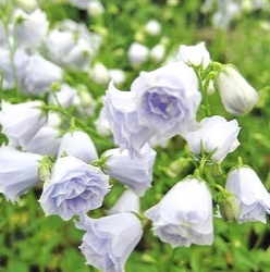 Campanula cochleariifolia 'Elizabeth Oliver' ®