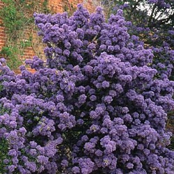 Ceanothus impressus 'Puget Blue'
