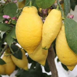 Citrus limon 'Lunario'