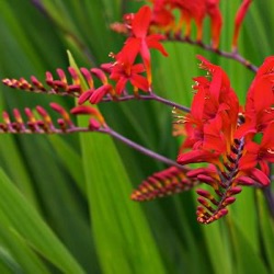 Crocosmia 'Lucifer'