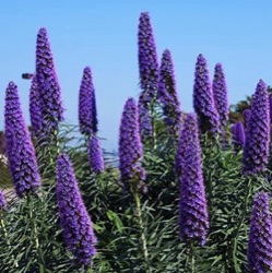 Echium candicans