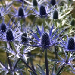 Eryngium bourgatii 'Picos Amethyst'