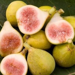 Ficus carica 'Peters Honey' ('Dottato', 'Kadota')