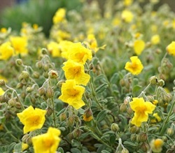 Helianthemum apenninum subsp. stoechadifolium
