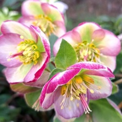 Helleborus hybridus 'Magico' (Rodney Davey Marbled Group)
