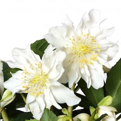 Helleborus niger 'Double Beauty'