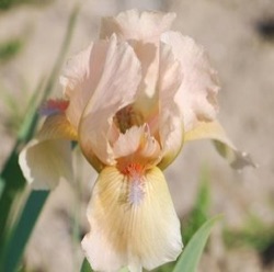 Iris x barbata-nana 'Orchid Flair'