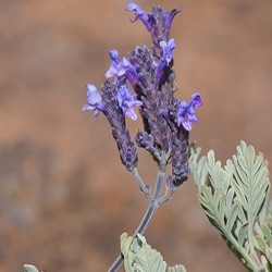 Lavandula buchii