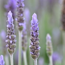 Lavandula dentata 'Ploughman's Blue'