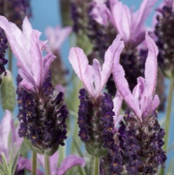 Lavandula stoechas hybride 'Bee Brilliant'