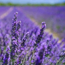 Lavandula x intermedia 'Séguret'
