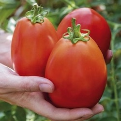 Lycopersicon lycopersicum 'Super Mama' F1