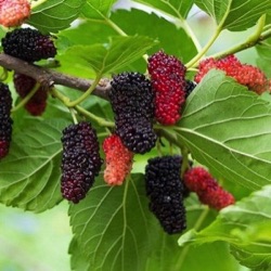 Morus alba x rubra 'Geraldi Dwarf'