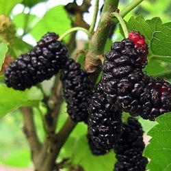 Morus 'Illinois Everbearing' 