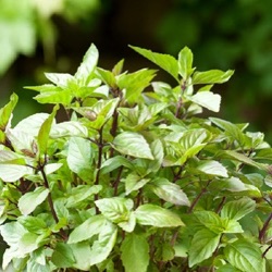 Ocimum basilicum 'Cinnamonette'