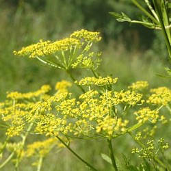 Pastinaca sativa (wild)