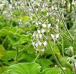 Pelargonium tomentosum