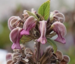 Phlomis samia