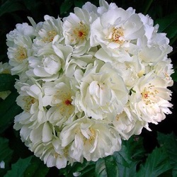 Rosa banksiae 'Purezza' ('The Pearl')