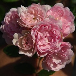 Rosa 'The Fairy'