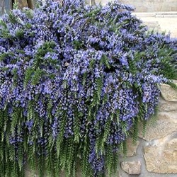 Rosmarinus officinalis 'Pointe du Raz' (Salvia rosmarinus)