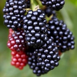 Rubus fruticosus 'Navaho' ®