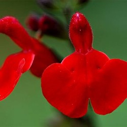 Salvia 'Royal Bumble' (extra grote pot)