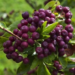 Sorbaronia fallax 'Likjornaja' ('Ivan's Beauty')