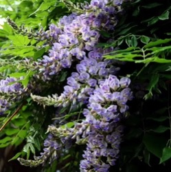 Wisteria frutescens var. macrostachya 'Aunt Dee'